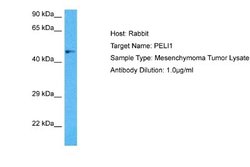 Pellino 1 Rabbit anti-Human, Polyclonal, Novus Biologicals 0.1ml; Unconjugated:Antibodies,